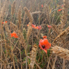 Poppy, Common (Papaver rhoeas) Seeds