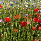 Poppy, Common (Papaver rhoeas) Plants