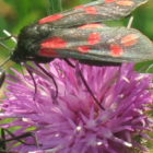 Knapweed, Common (Centaurea nigra) Seeds