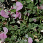 Restharrow, Common (Ononis repens) Plant