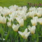 Concerto Tulip Bulbs