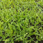 Marigold, Corn (Chrysanthemum segetum) Plant