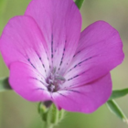 Corncockle (Agrostemma githago) Plant