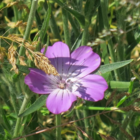 Corncockle (Agrostemma githago) Seeds