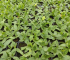 Corncockle (Agrostemma githago) Plant