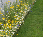 Cornfield Annuals Wildflower Seed Border