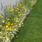 Cornfield Annuals Wildflower Seed Border