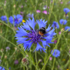 Cornflower (Centaurea cyanus) Plant