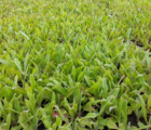 Cornflower (Centaurea cyanus) Plant