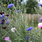 ColourMax 8 - Cornflower Splash