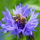 Cornflower (Centaurea cyanus) Plant