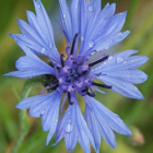 Cornflower (Centaurea cyanus) Seed