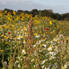 Countryside Delight