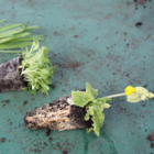 Cowslip (Primula veris) Plant