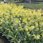 Cowslip (Primula veris) Plant