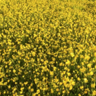 Buttercup, Creeping (Ranunculus repens) Plant