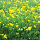 Buttercup, Creeping (Ranunculus repens) Plant