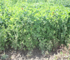Crimson Clover Seed (Trifolium incarnatum) - (Organic)
