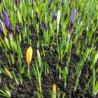 BS Large Flowering Mixed Crocus Bulbs