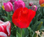 Crystal Beauty Tulip Bulbs
