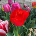 Crystal Beauty Tulip Bulbs