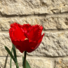 Crystal Beauty Tulip Bulbs