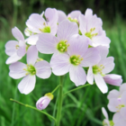 Cuckoo Flower (Cardamine Pratensis) Plant