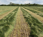 Sprinter Agricultural Grass