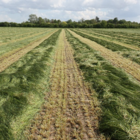 Sprinter Agricultural Grass