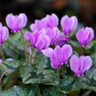 BS Cyclamen Tubers (Cyclamen hederifolium)