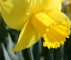 King Alfred Daffodil Bulbs