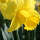 King Alfred Daffodil Bulbs