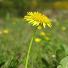 Dandelion (Taraxacum officinale) Seeds