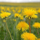 Dandelion (Taraxacum officinale) Plant