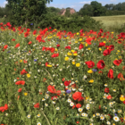 BSXP 100%: Dual Purpose Wildflower Seeds