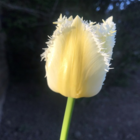 Daytona Tulip Bulbs