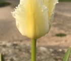 Daytona Tulip Bulbs
