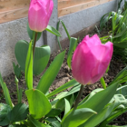 Don Quichotte Tulip Bulbs