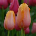 Dordogne Tulip Bulbs