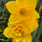 Mixed Double Narcissi