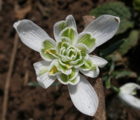 BS Snowdrop (Flore Pleno, Double) Bulbs (Galanthus nivalis f. pleniflorus)