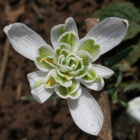 BS Snowdrop (Flore Pleno, Double) Bulbs (Galanthus nivalis f. pleniflorus)