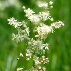 Dropwort (Filipendula vulgaris) Plant