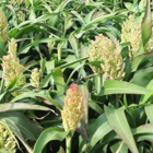 Dwarf Hybrid Sorghum Seed