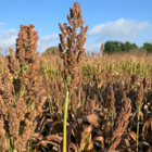 Dwarf Hybrid Sorghum Seed