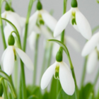 BS Snowdrop (Giant) Bulbs (Galanthus elwesii)