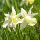 Elka Narcissi Bulbs