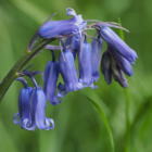 BS Bluebell Bulbs 'In The Green' (Hyacinthoides non-scripta)