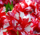 Estella Rijnveld Tulip Bulbs