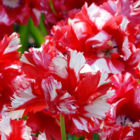 Estella Rijnveld Tulip Bulbs